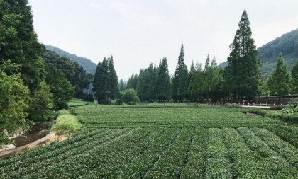 Chinese Tea Olympics set for November