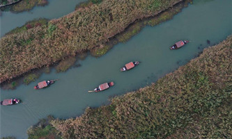 Reed flowers in blossom at Hangzhou Xixi wetland