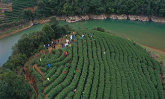 Promotional show held in tea gardens around Thousand-Island Lake