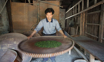 Hangzhou senior dedicated in tea leaves stir frying