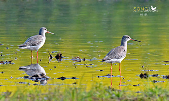 Migratory birds stay in Hangzhou