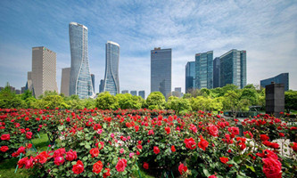 Chinese roses in bloom at  City Balcony of Qianjiang New City