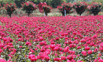 Roses in full bloom at Hangzhou Waisha Rose Garden