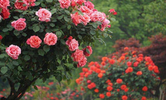 Hangzhou Westlake Rose Exhibition opens