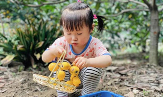 Hangzhou Tangqi Loquat to enter harvest season