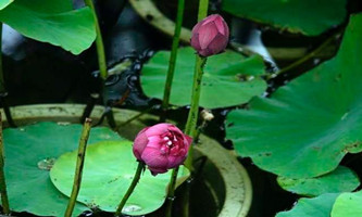 Lotus flowers start to bloom in Hangzhou Chengdong Park