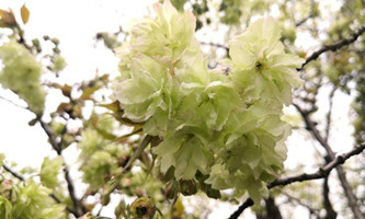 New World Park in Xiacheng introduces new varieties of cherry blossoms