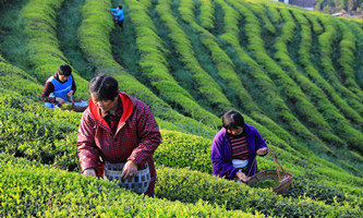 Hangzhou marks Intl Tea Day