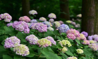 Hydrangeas in full bloom in Hangzhou