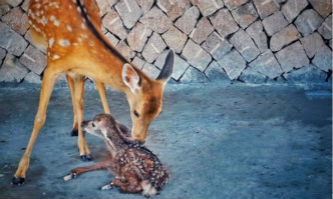 Sika deer cub born at Archaeological Ruins of Liangzhu City 