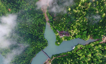 Rare tree 'forest bank' to land in Jiande