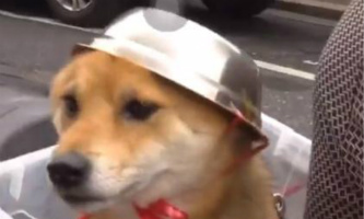 Man makes helmet for his dog
