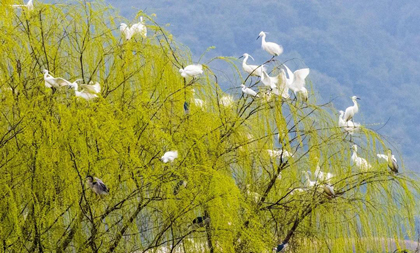 White-plume egrets flock to Xianghu Lake