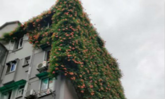 Seeds of love make old building go-to site