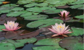 Waterlily exhibition at Xiaoyingzhou Island