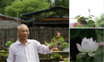 Retired curator grows largest lotus seeds plantation center