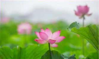 Lotuses blooming in West Lake