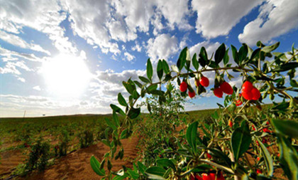 Blooming flowers bring villagers' lives out of poverty