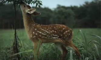 Names picked for sika deer at Liangzhu ruins park