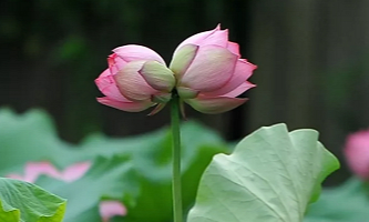 Twin lotus spotted at Xixi Wetland Park