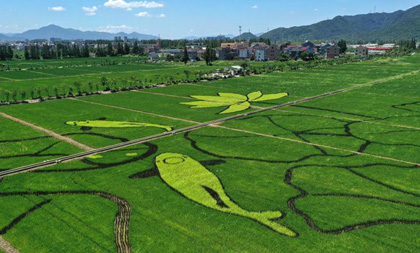 Rice paddy art becomes lightspot of rural tourism