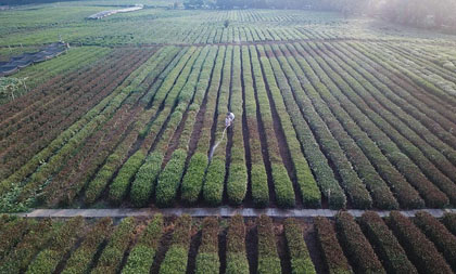 West Lake Longjing tea trees 'scorched' by the summer heat