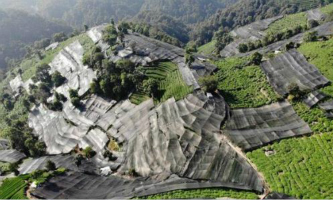 Farmers help tea trees cool off
