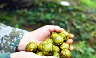 Hickory harvest to begin on Sept 7