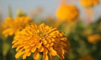 Yuhang district: Zinnias in full bloom