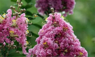 Crape myrtles bloom in Binjiang district