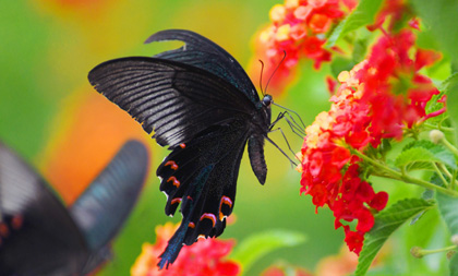 Autumn blossoms attract swallowtail butterflies in Hangzhou