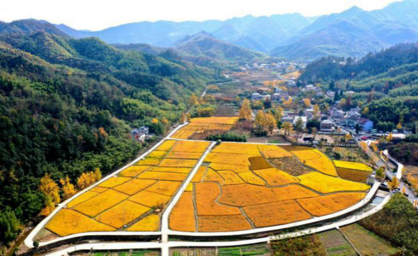 Wanshi town: Home of gingko trees