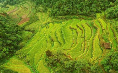 Paddy fields in Chun'an expecting bumper harvest