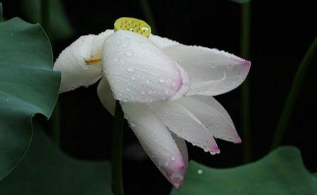 Last chance to admire lotus in West Lake