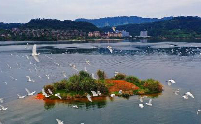 Flocks of egrets recently spotted