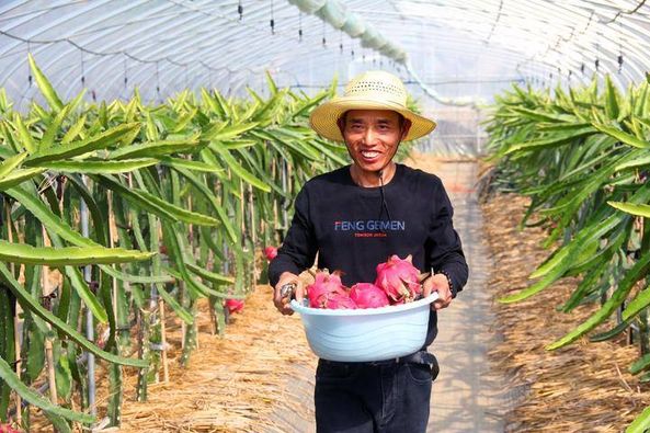 Dragon fruit picking season arrives in Tonglu