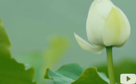 Hangzhou Eye episode 50: Lotus root starch