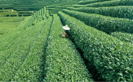 Digital technologies in Hangzhou boost tea's growth, sales