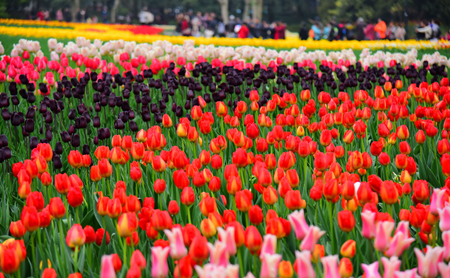 Spring flower colors brighten up Hangzhou