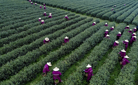 Traditional tea processing in Hangzhou