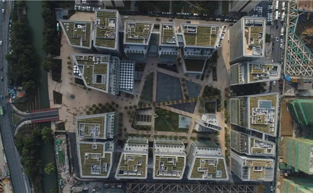 Tea trees grow on Hangzhou rooftop