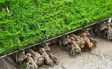Technology facilitates spring plowing in Chun'an