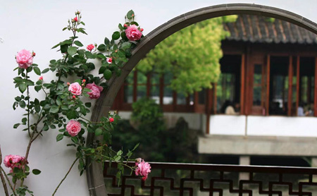Hangzhou hosts Chinese rose exhibition in May
