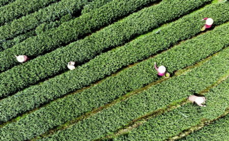 China International Tea Expo