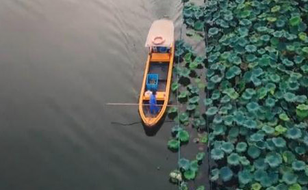 Hangzhou Eye episode 97: The most beautiful lotus keepers