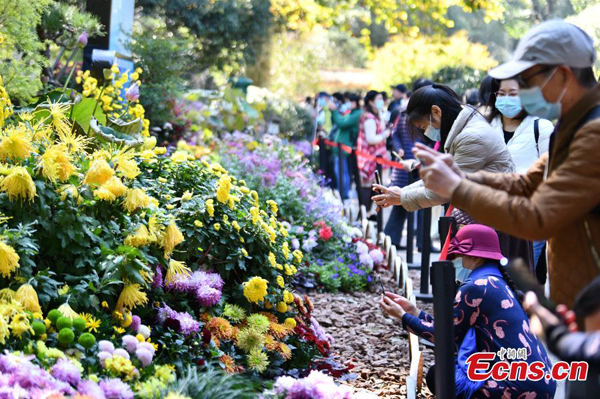 Chrysanthemum show kicks off in Hangzhou