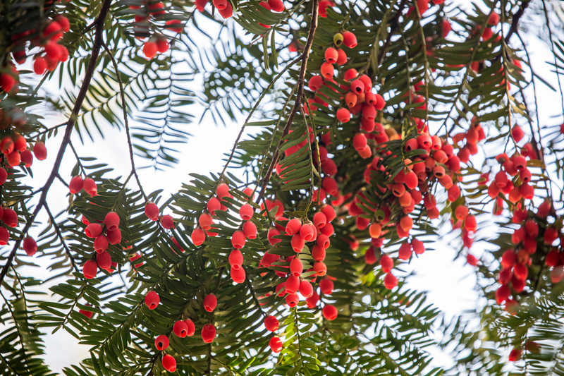 Cruise tours highlighting Chinese yew trees resume in Hangzhou