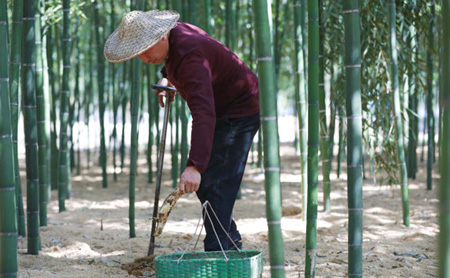 Spring vegetables in Hangzhou