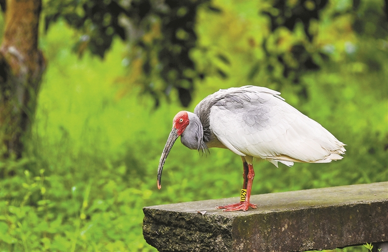 Endangered birds find new home at Xixi Wetland