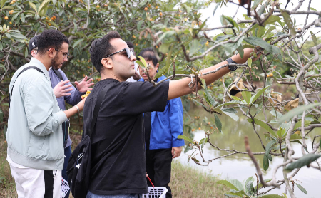 Expats harvest ripen loquats in Hangzhou